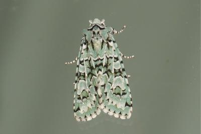 <i>Griposia aprilina</i>