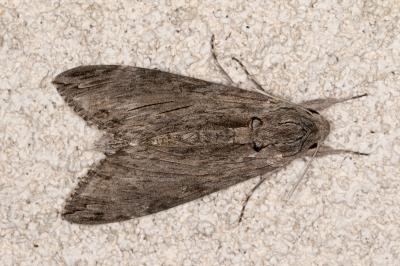 <i>Agrius convolvuli</i>