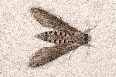 <i>Agrius convolvuli</i>