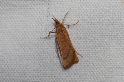 <i>Synaphe punctalis</i>