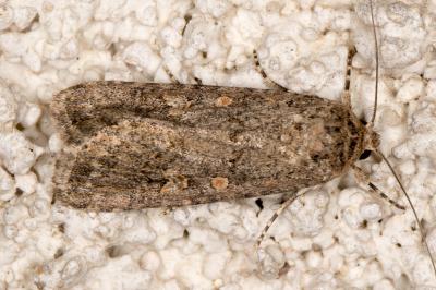 <i>Spodoptera exigua</i>