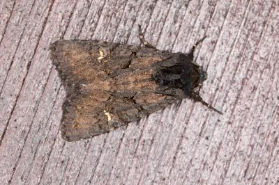 <i>Aporophyla nigra</i>