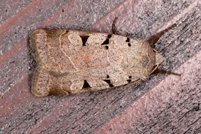 <i>Eugnorisma glareosa</i>