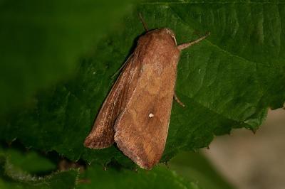 <i>Mythimna albipuncta</i>