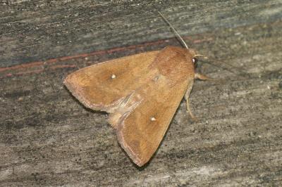 <i>Mythimna albipuncta</i>