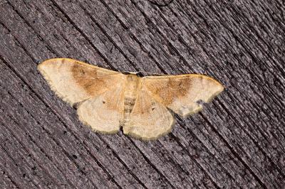 <i>Idaea degeneraria</i>