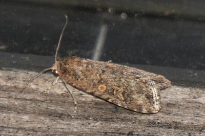 <i>Spodoptera exigua</i>