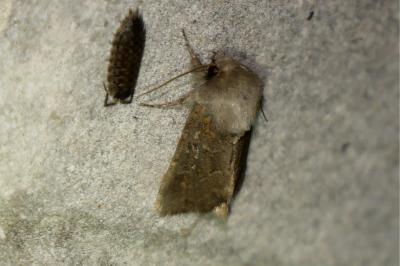 <i>Tholera cespitis</i>