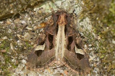 <i>Trigonophora flammea</i>