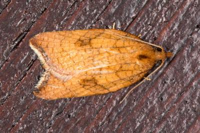<i>Acleris rhombana</i>