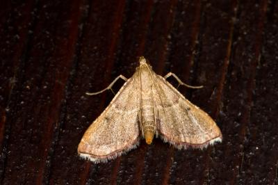 <i>Endotricha flammealis</i>