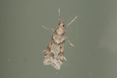 <i>Eudonia angustea</i>
