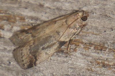 <i>Acrobasis fallouella</i>