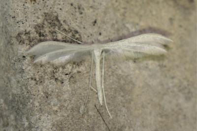 <i>Pterophorus pentadactylus</i>