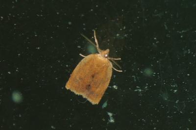 <i>Clepsis consimilana</i>