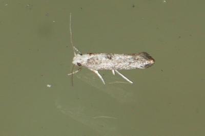 <i>Paraswammerdamia albicapitella</i>