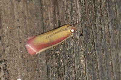 <i>Oncocera semirubella</i>
