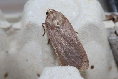 <i>Noctua pronuba</i>