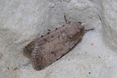 <i>Caradrina clavipalpis</i>