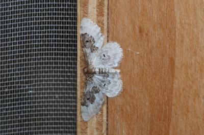 <i>Idaea rusticata</i>