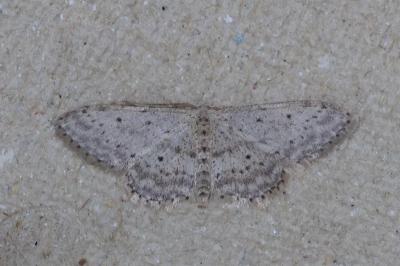 <i>Idaea seriata</i>