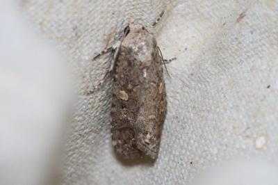 <i>Spodoptera exigua</i>