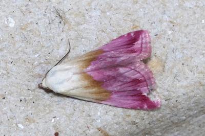 <i>Eublemma purpurina</i>