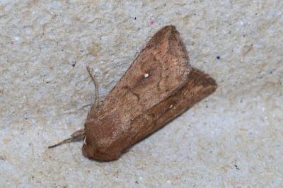 <i>Mythimna albipuncta</i>