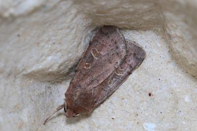 <i>Xestia xanthographa</i>