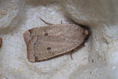 <i>Noctua comes</i>