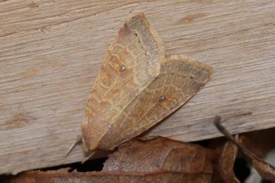 <i>Cirrhia ocellaris</i>