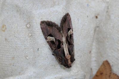 <i>Trigonophora flammea</i>