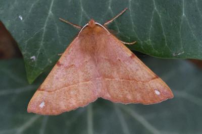 <i>Colotois pennaria</i>