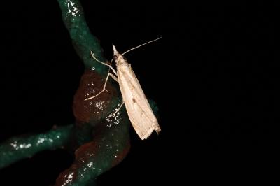 <i>Agriphila geniculea</i>