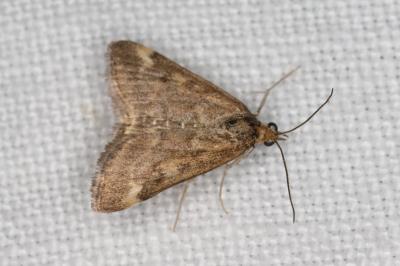 <i>Pyrausta despicata</i>