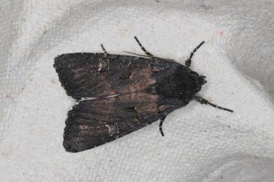 <i>Aporophyla nigra</i>