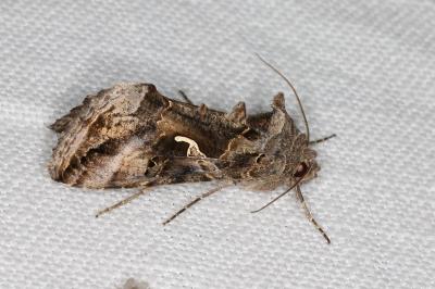 <i>Autographa gamma</i>