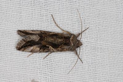 <i>Autographa gamma</i>