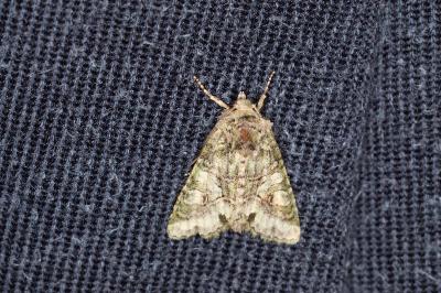 <i>Dryobotodes roboris</i>