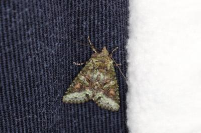 <i>Dryobotodes roboris</i>