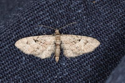<i>Gymnoscelis rufifasciata</i>