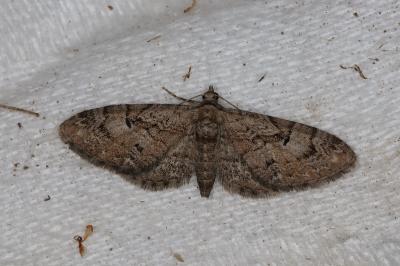 <i>Gymnoscelis rufifasciata</i>