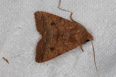 <i>Sunira circellaris</i>