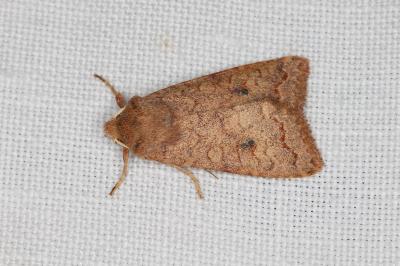 <i>Sunira circellaris</i>