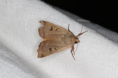 <i>Noctua comes</i>