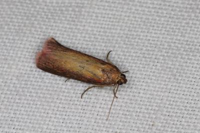 <i>Oncocera semirubella</i>