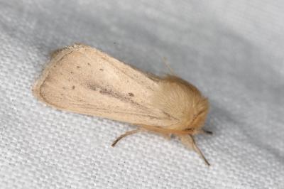 <i>Sesamia nonagrioides</i>