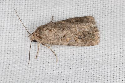<i>Spodoptera exigua</i>