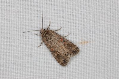 <i>Spodoptera exigua</i>