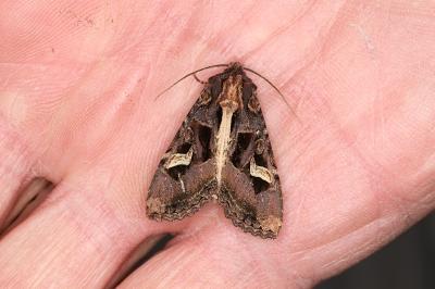 <i>Trigonophora flammea</i>